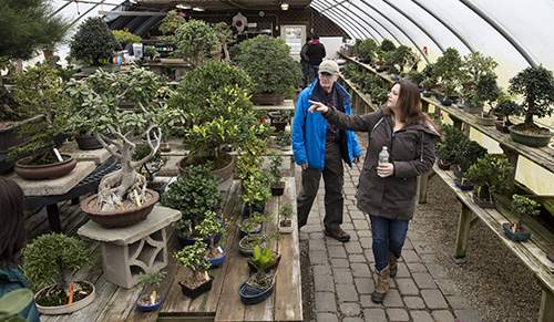 Inside the greenhouse at Bonsai West