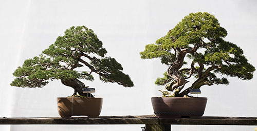 Cold hardy bonsai trees