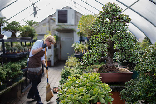 Working with tropicals in the greenhouse at Bonsai West