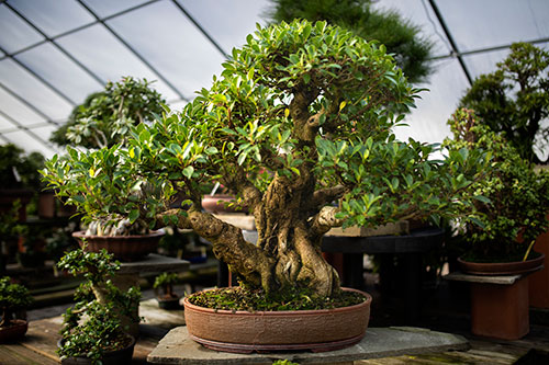 The Nursery Bonsai West Tropical Bonsai At West