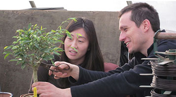 A young couple works together on pruning a bonsai.