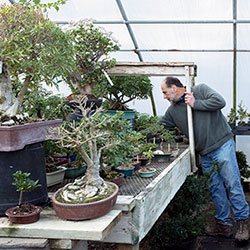Hospital and spa services for bonsai trees