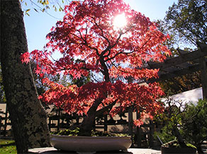 Afternoon light shines through the canopy of a Japanese Maple in crimson red fall foliage.