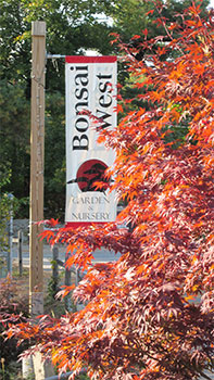 Bonsai West’s front signage banner, bordered by a large Japanese Red Maple.