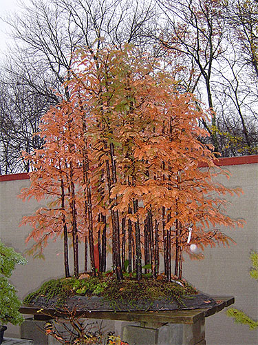 A forest of dozens of dawn redwoods on a stone slate, showing off blazing orange needles.