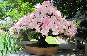 An old Satsuki Azalea in full bloom, showcasing a mix of light pink and fuchsia flowers.
