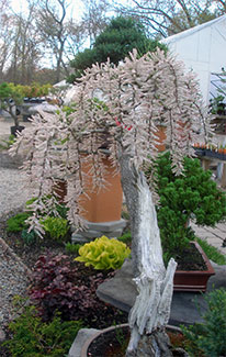 A weeping-style tree with a gnarled, gray trunk and white flowers.