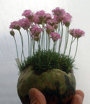 Miniature kusamono planting of pink flowers and green grass, held in the palm of a hand.