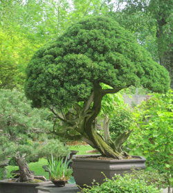 A large Shimpaku Juniper with a twisting, red trunk and white deadwood sits on a pillar with a small iris kusamono planting.