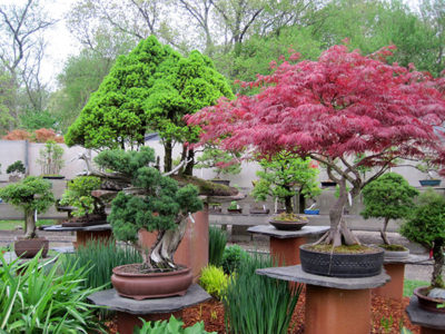 Several display stands in the garden, including an old Japanese Red Maple,  a small Shimpaku Juniper and a large forest planting of Alberta Spruce.