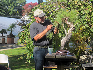 Michael coiling copper wire on a branch of a Ponderosa Pine.