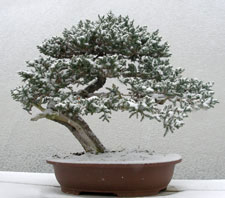 A light dusting of snow on a small Prostrata Juniper.