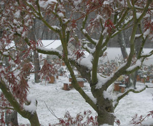 View of the garden through snow-covered branches of a large maple tree.