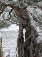 Close up of the gnarled roots of a Japanese Black Pine, snow is plastered on the Southern-face of the trunk.