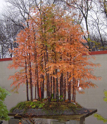 Fall at Bonsai West