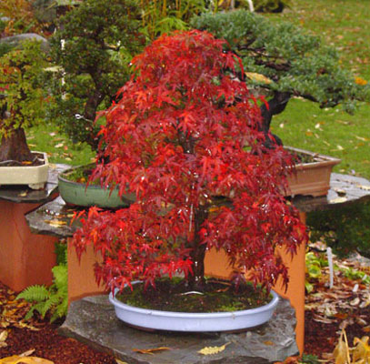 Fall at Bonsai West