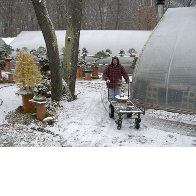 Winter at Bonsai West