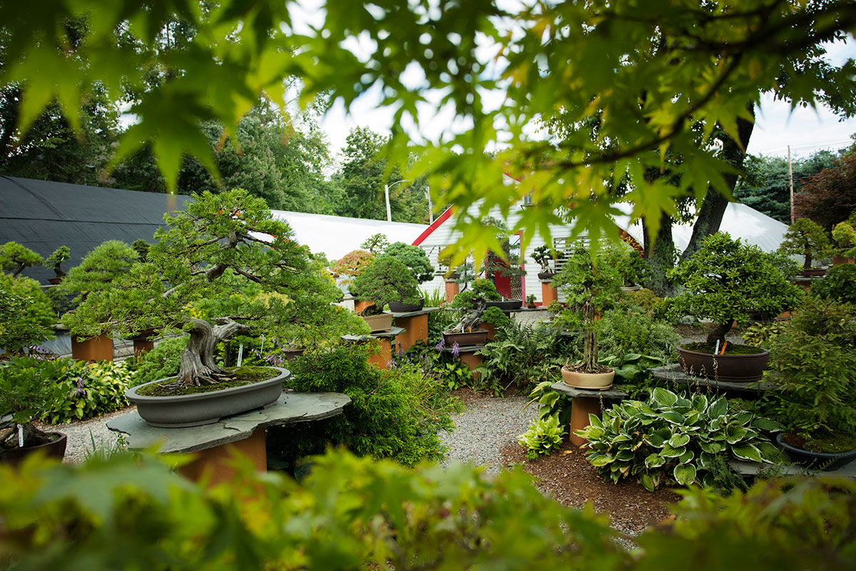 Bonsai West New England's oldest and most beautiful bonsai nursery in Littleton, Massachusetts