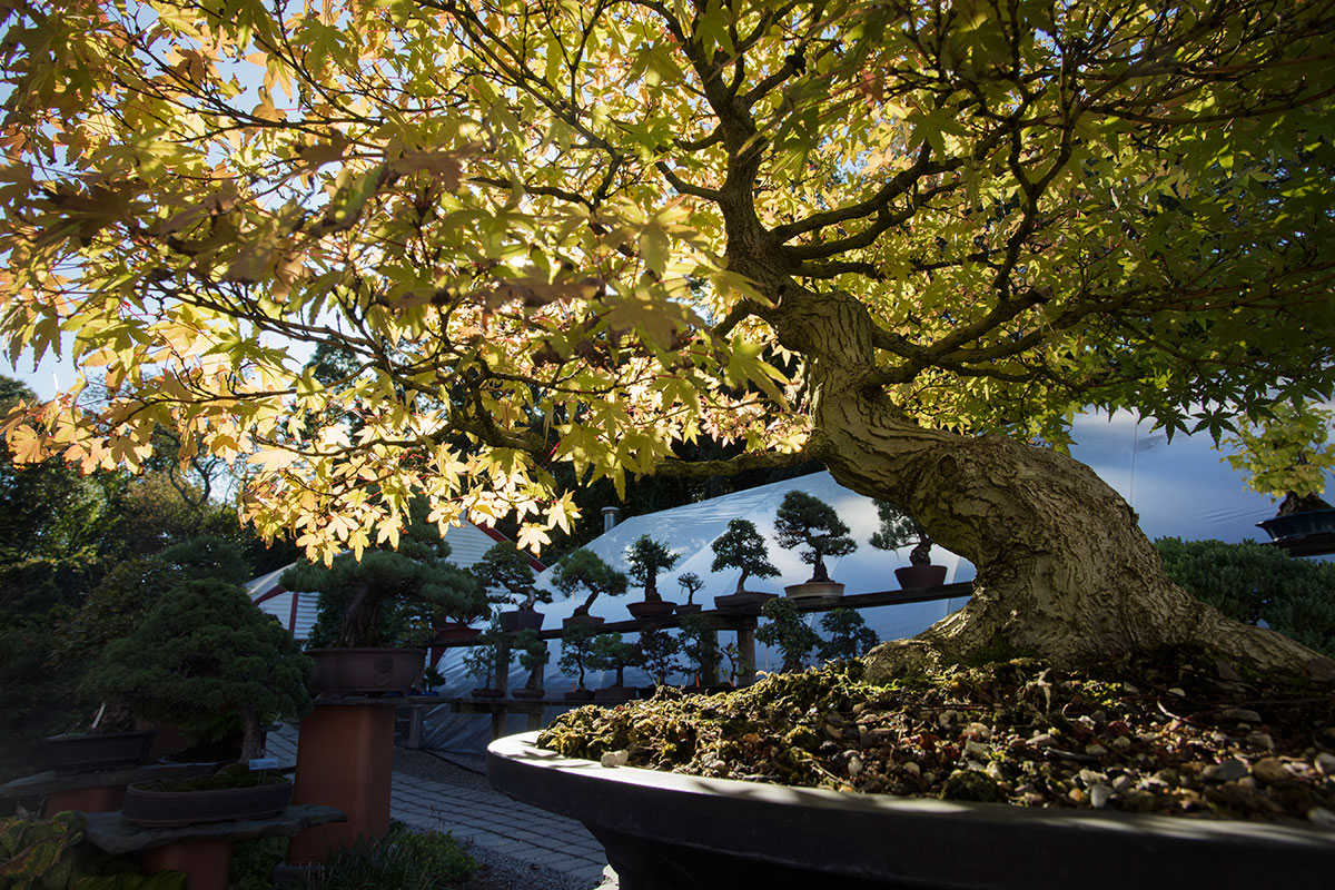 Bonsai West New England's oldest and most beautiful bonsai nursery in Littleton, Massachusetts