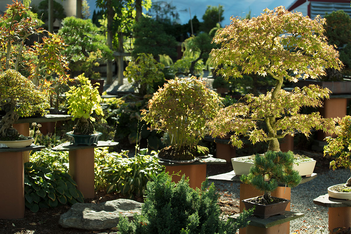 Bonsai West New England's oldest and most beautiful bonsai nursery in Littleton, Massachusetts