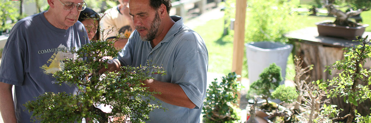 Bonsai classes near me