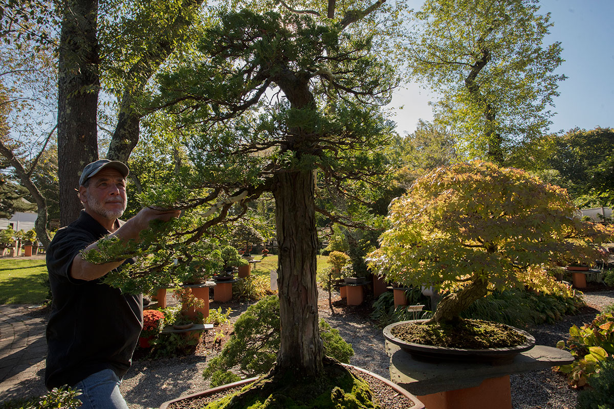 Bonsai West New England's oldest and most beautiful bonsai nursery in Littleton, Massachusetts