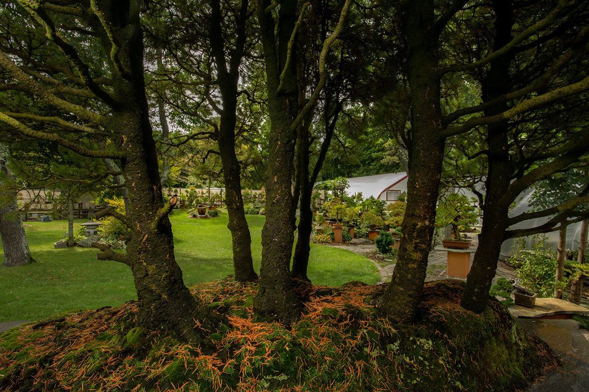 Bonsai West New England's oldest and most beautiful bonsai nursery in Littleton, Massachusetts