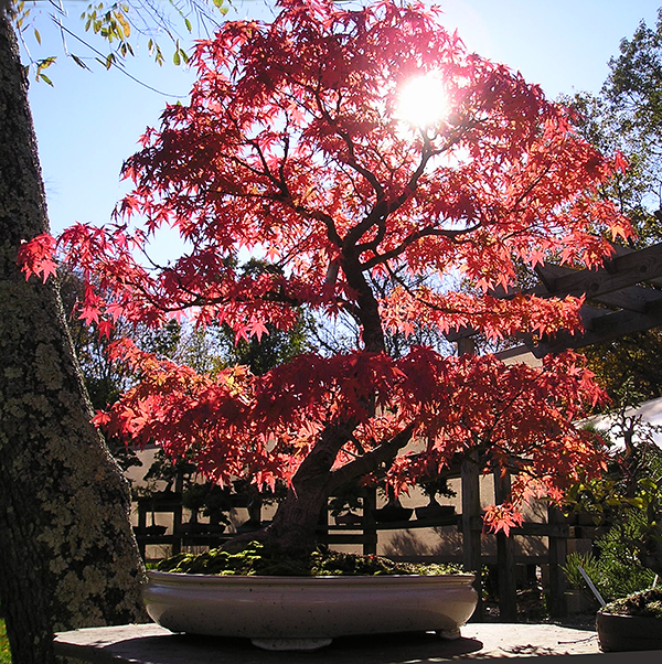 Japanese Maple Grove