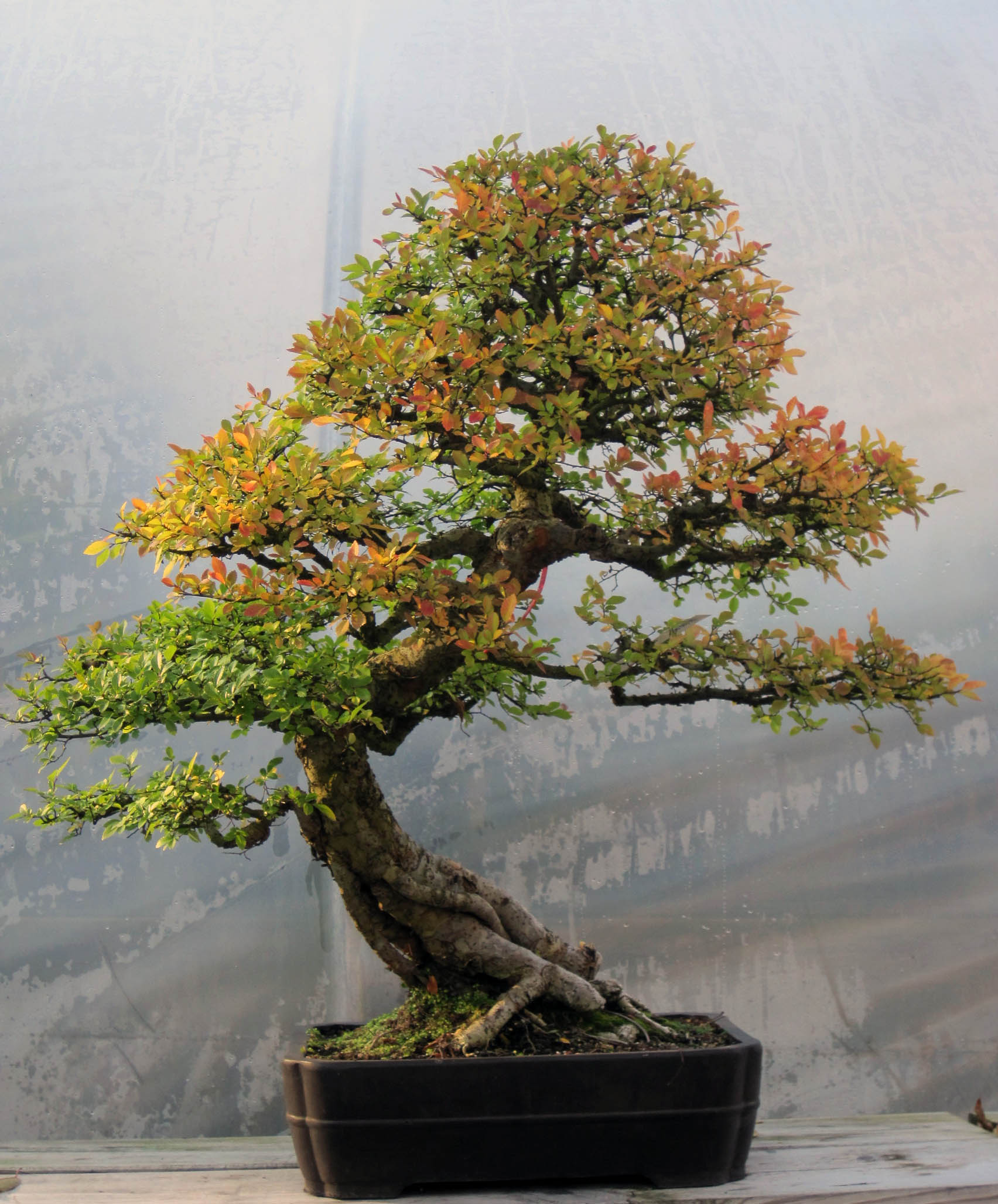 Bonsai Elm Tree