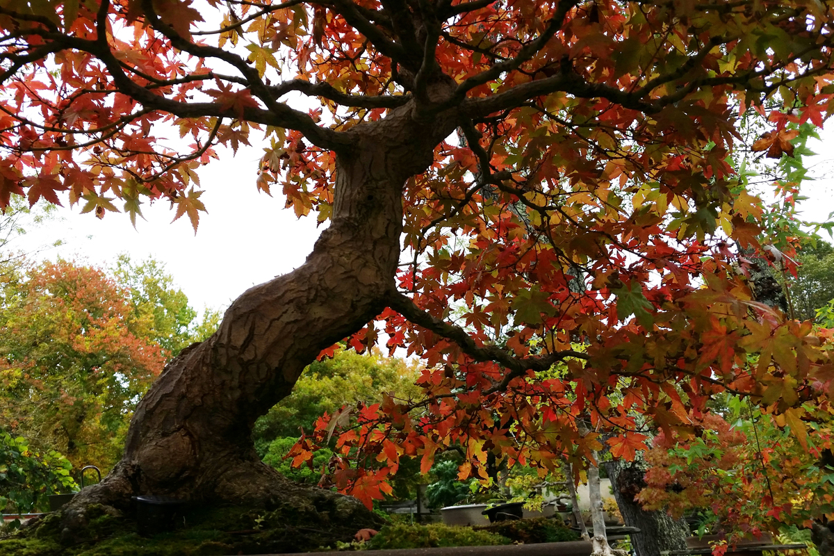 Bonsai West New England's oldest and most beautiful bonsai nursery in Littleton, Massachusetts