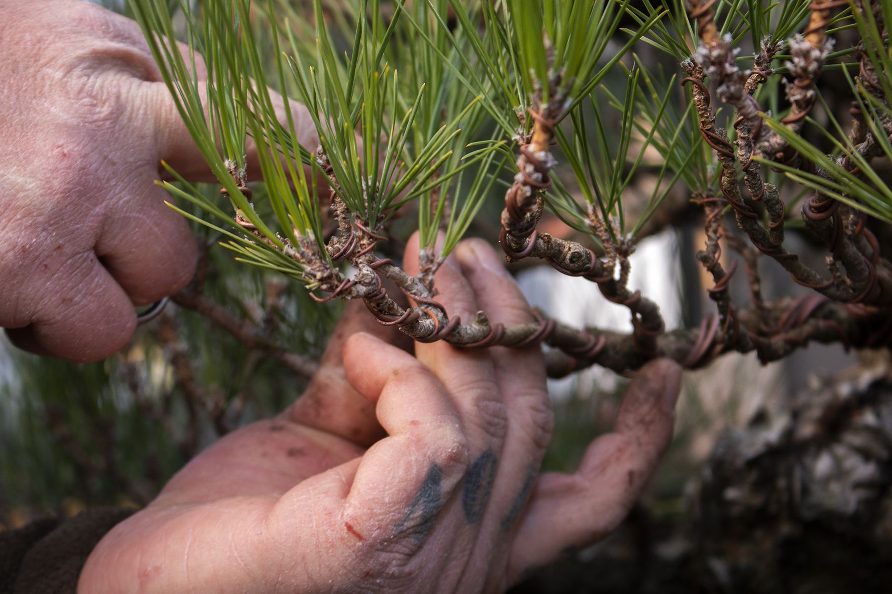 Class Schedule > Bonsai West