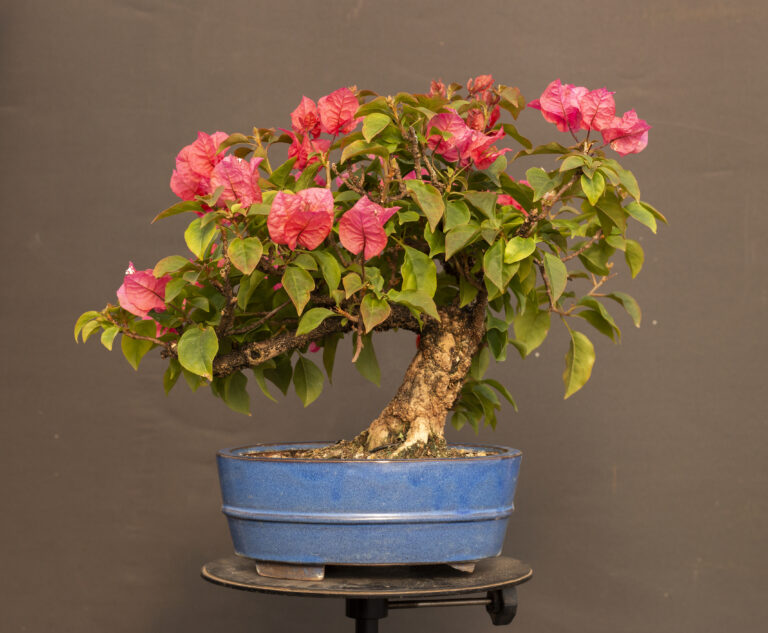 Class Schedule > Bonsai West