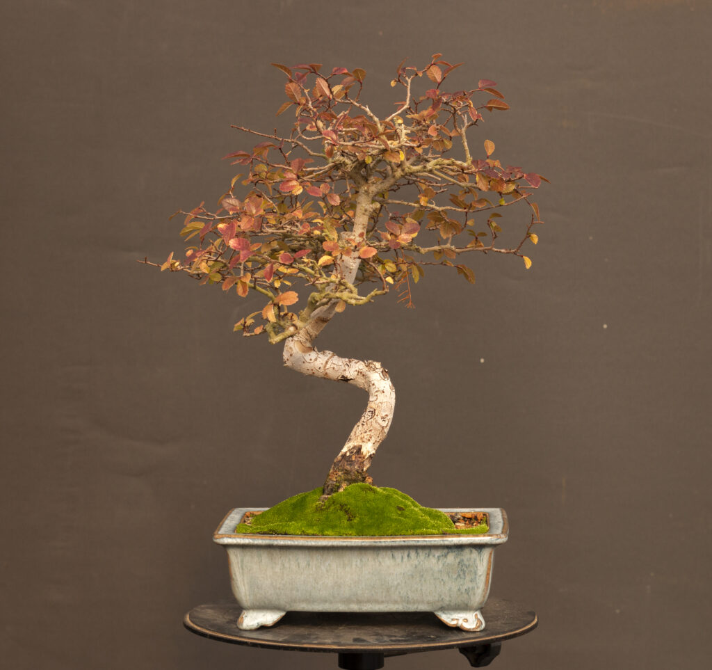 Class Schedule > Bonsai West