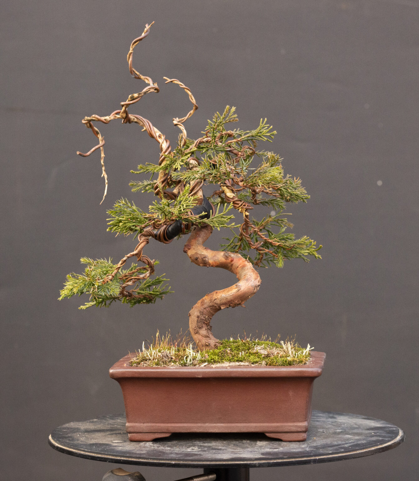 Class Schedule > Bonsai West