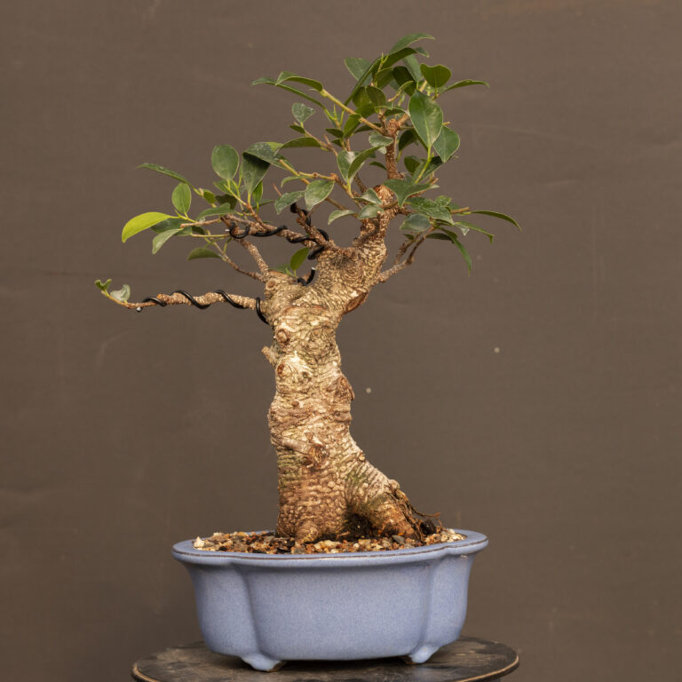 Class Schedule > Bonsai West