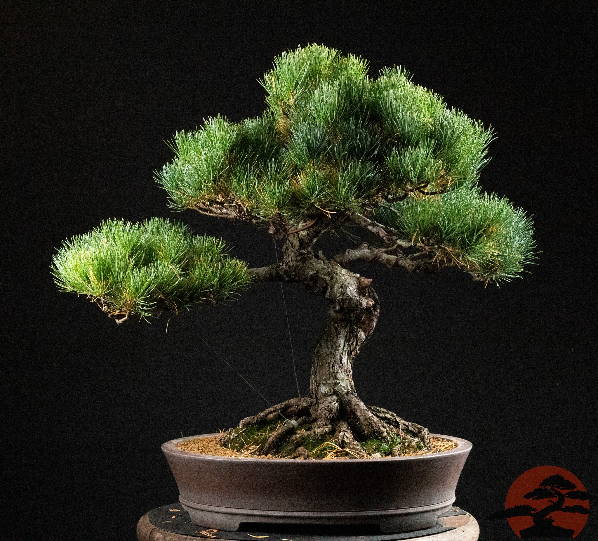 Master Class: Five-Needle Pine