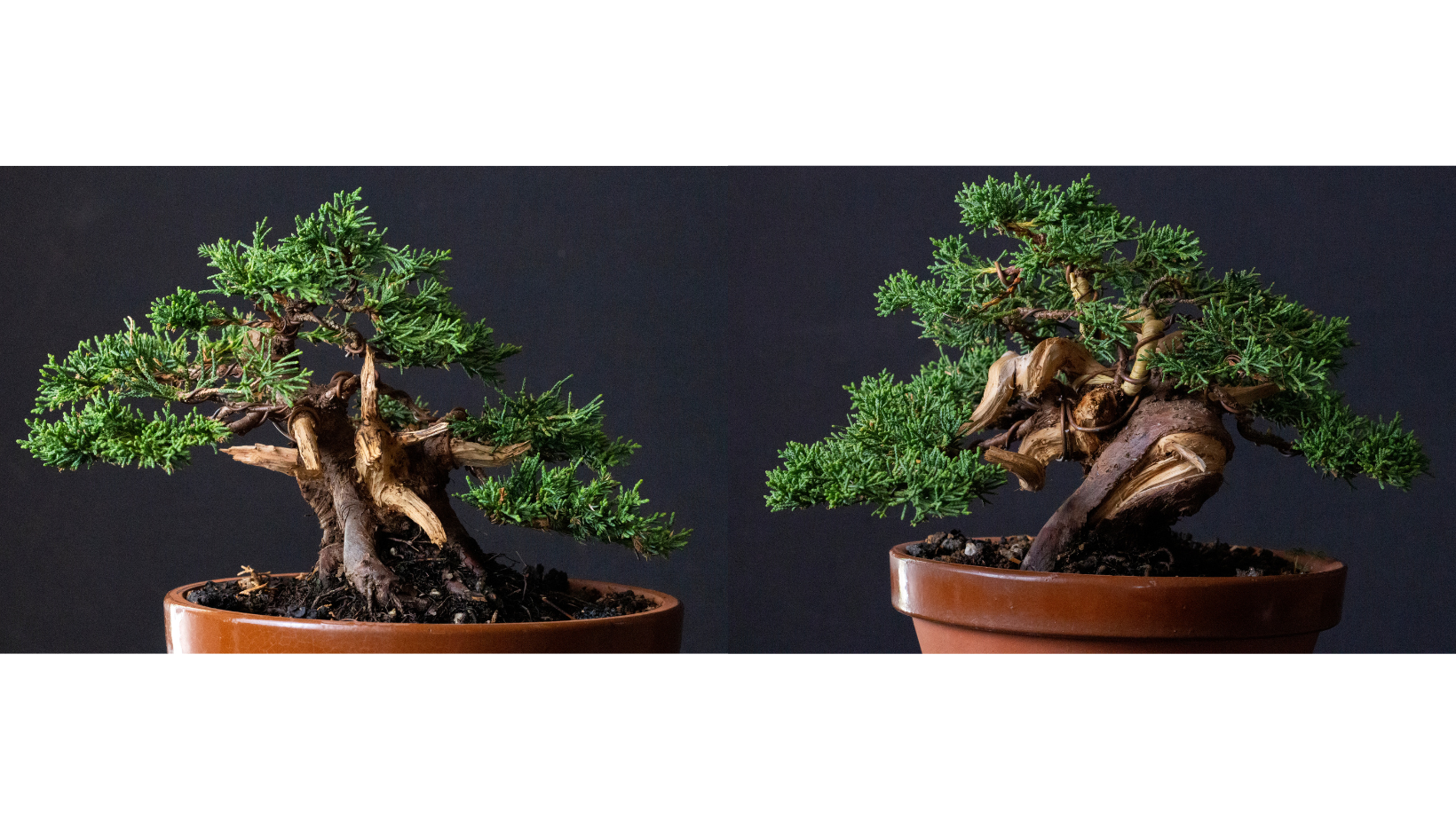 Meet the Artists: Koji and Gerald < Bonsai West