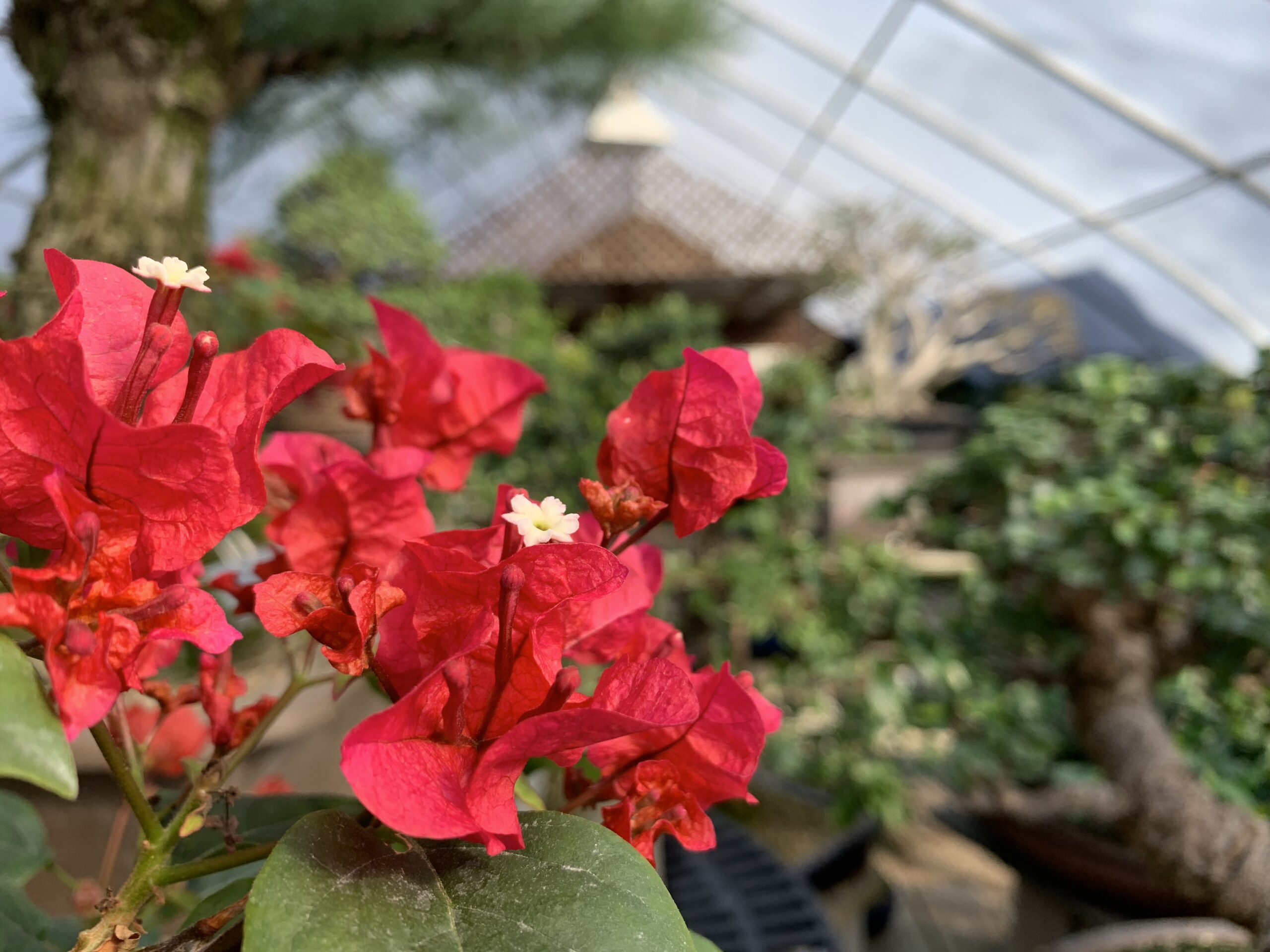 bright red bougainvillea flowers