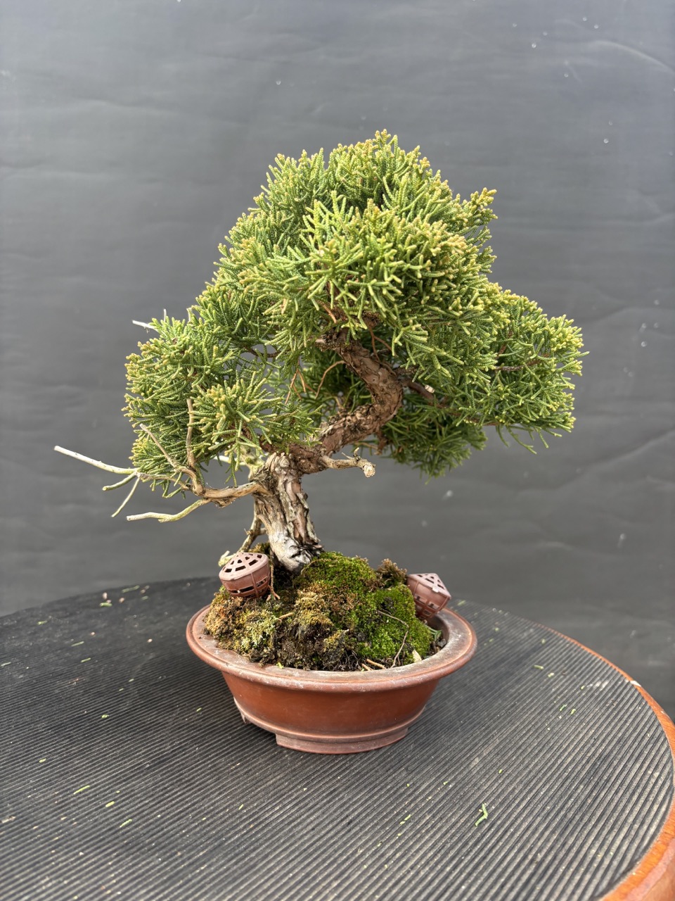 Species Focus: Kishu Shimpaku Juniper