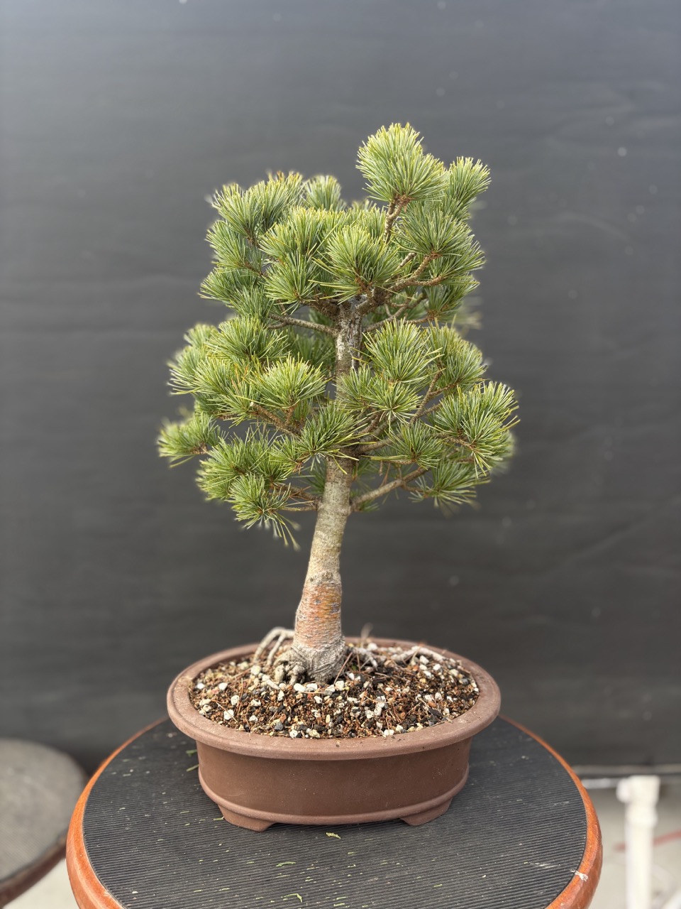 Special Focus: Japanese White Pine