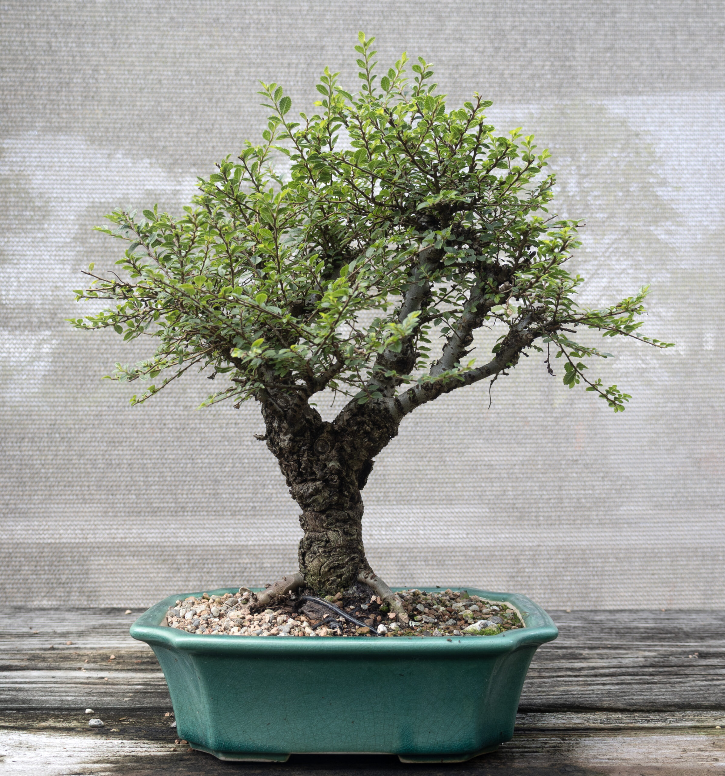 Species Focus: Seiju Chinese Elm