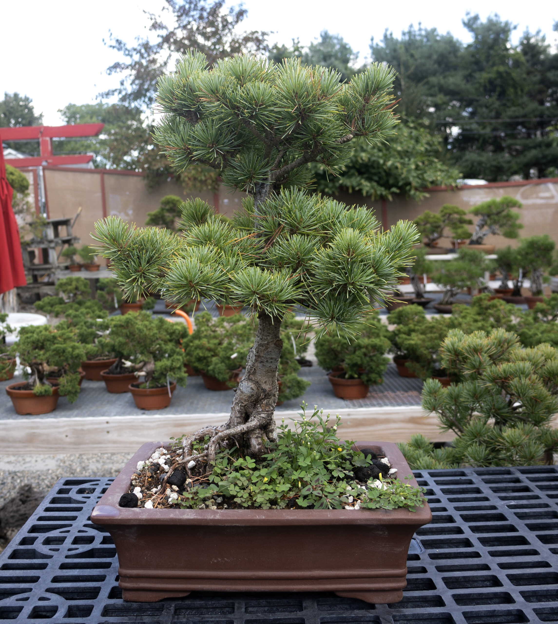 Special Focus: Japanese White Pine