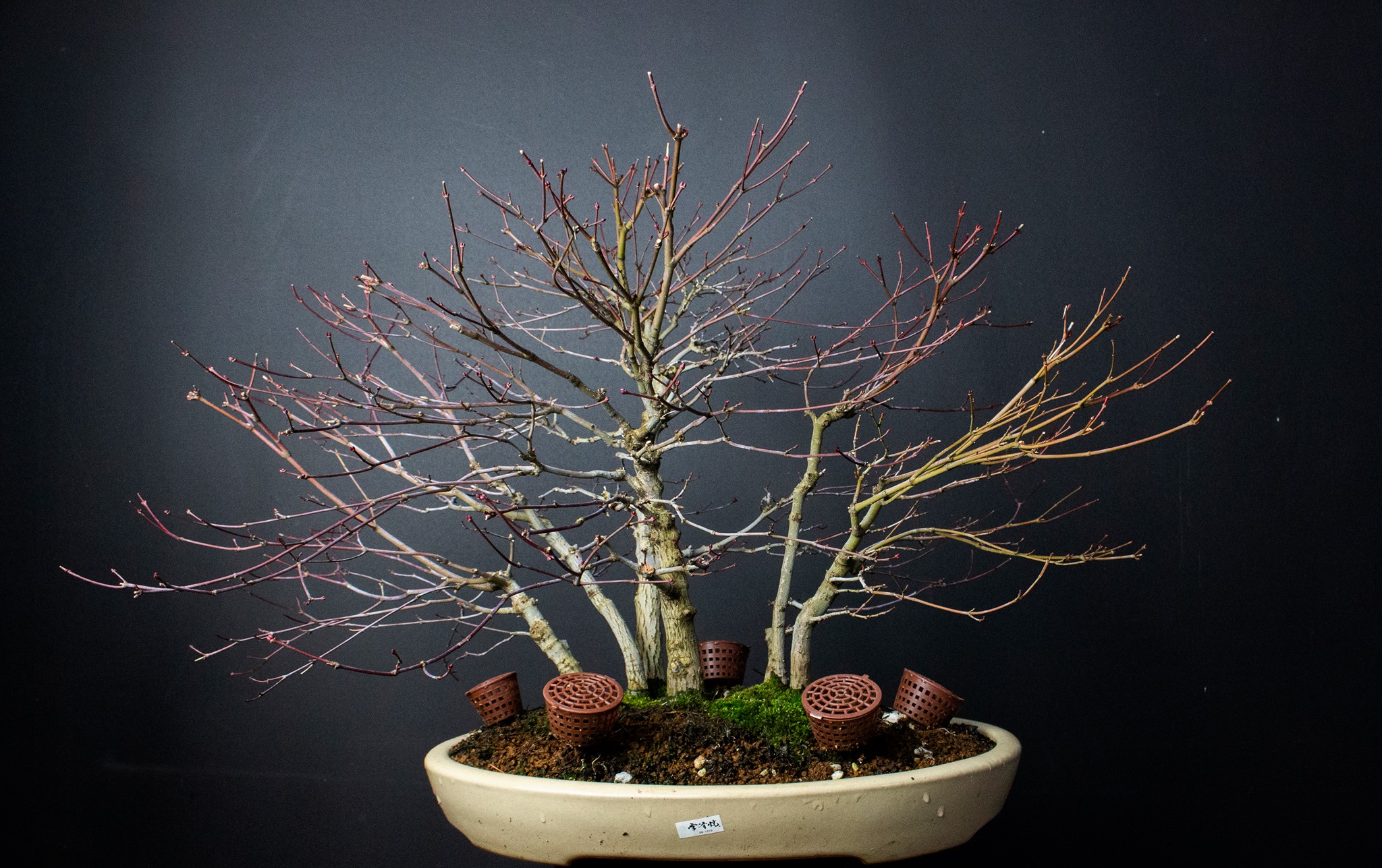 Species Focus: Young Maple Grove