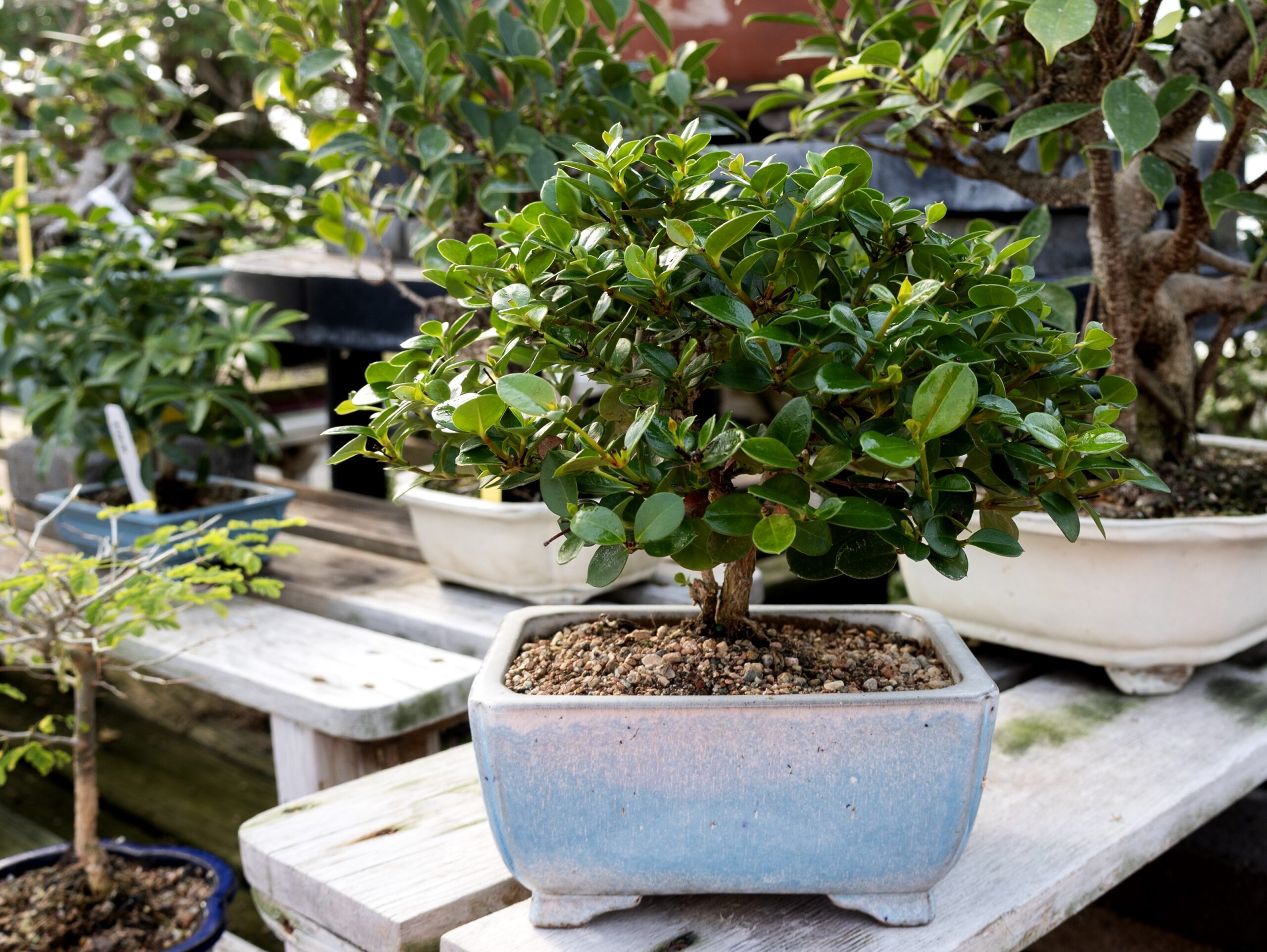 Species Focus: Natal Plum