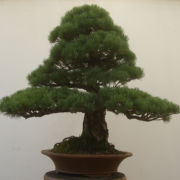 Bonsai West Gallery > Bonsai West