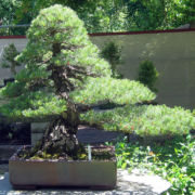 Japanese Five Needle Pine