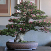 Japanese Azalea