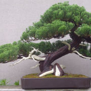 Prostrata Juniper