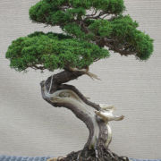 Shimpaku Juniper