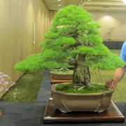 Japanese Five Needle Pine